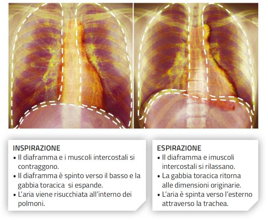 12. La ventilazione polmonare Negli esseri umani, la ventilazione polmonare comprende l inspirazione e l espirazione.