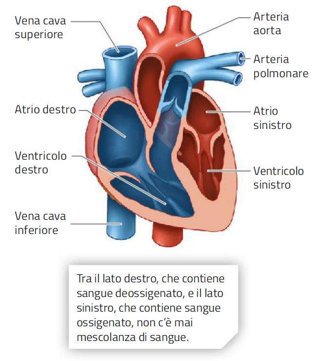 2. La circolazione sistemica e la circolazione polmonare /2 Il cuore è un organo muscolare suddiviso in due atri (destro e sinistro) e due ventricoli (destro e sinistro).