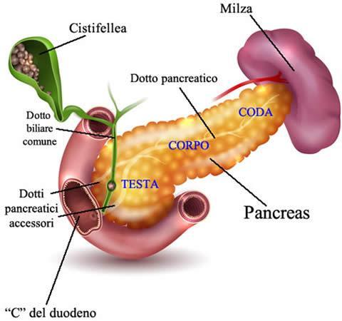 enzimi digestivi (il succo pancreatico); una frazione endocrina,