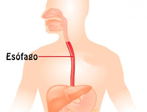 Strutturalmente, l'esofago è un tubo fibromuscolare, lungo circa 25