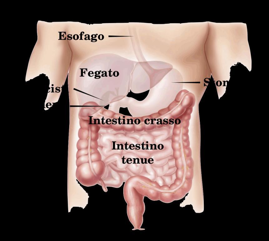 L'intestino tenue è un organo cavo di forma tubulare, con una lunghezza media di 6,5 metri, ma variabile dai 5 agli 8 m.