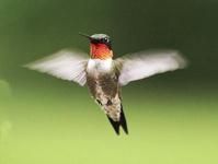 Nella foto l'alta velocità dell'otturatore riesce a fermare un colibrì in volo, mentre la sfocatura delle ali rende bene l'dea del loro movimento vorticoso.