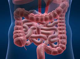 INTESTINO! L intestino è un lungo tubo in cui si completa la digestione degli alimenti!
