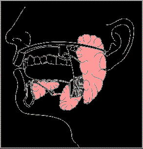 BOCCA! Nella bocca gli alimenti vengono triturati meccanicamente dai denti ed amalgamati con la saliva grazie ai movimenti della lingua!