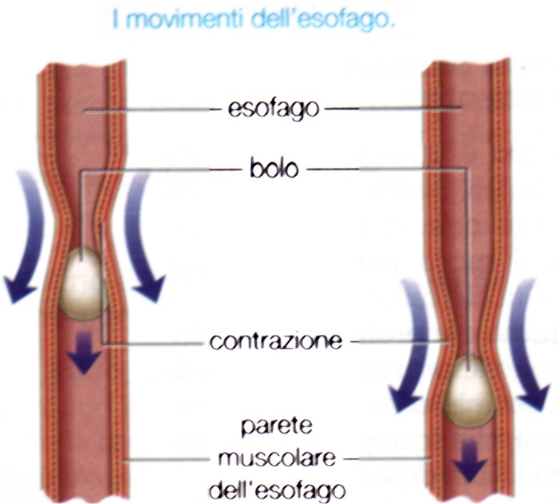 ESOFAGO! Dalla faringe il cibo penetra nell esofago, uno stretto tubo che grazie alle ritmiche contrazioni dei suoi muscoli fa avanzare il cibo nello stomaco.