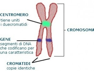 maneggevoli al interno della cellula. Le cellule dell essere umano hanno 46 cromosomi, organizzati in 23 coppie di cui una è la coppia di cromosomi sessuali.