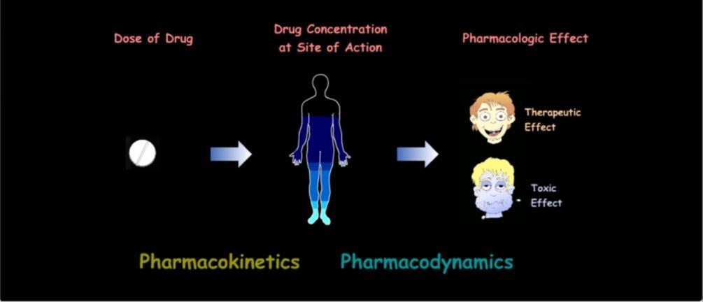 Farmacocinetica Il farmaco somministrato arriva al sito di azione (farmacocinetica)