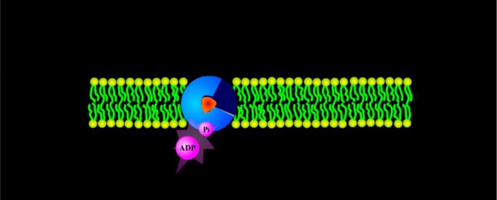 Assorbimento L attraversamento della membrana può essere mediato anche da specifiche proteine di trasporto (pinocitosi).