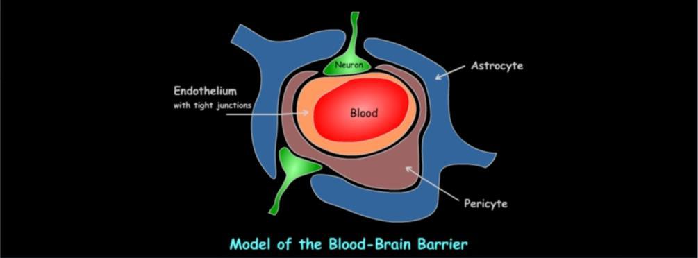 Distribuzione il passaggio della membrana ematoencefalica se il target è a livello cerebrale La barriera ematoencefalica (BBB)