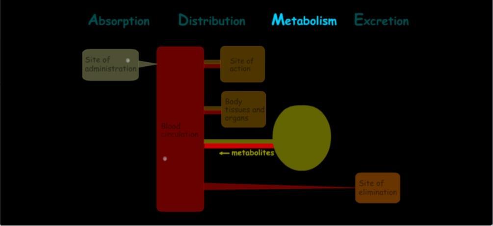 Metabolismo Il metabolismo è un meccanismo che l organismo adopera per difendersi