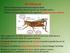 Capitolo 15 Strutture e funzioni degli animali: i concetti unificanti