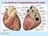 Il sistema cardiovascolare (cenni)