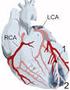 Anatomia e fisiologia Insufficienza cardiaca Arresto Cardiaco. Comitato Provinciale Trento - Formazione