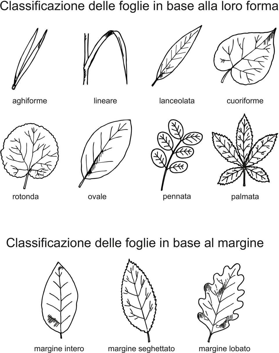 pennata palmata Classificazione delle foglie in base