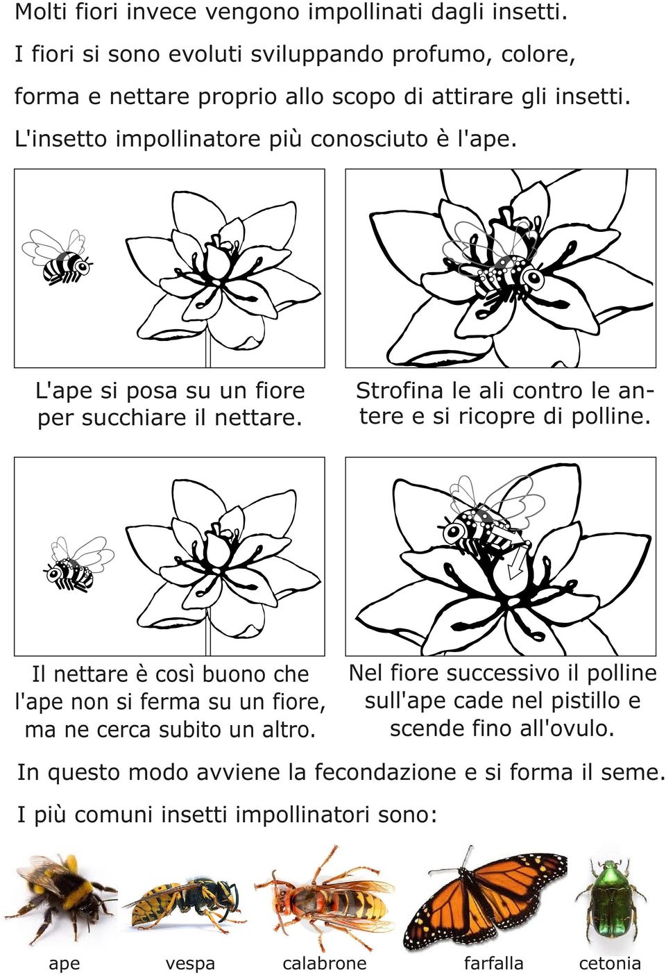 L'insetto impollinatore più conosciuto è l'ape. L'ape si posa su un fiore per succhiare il nettare. Strofina le ali contro le antere e si ricopre di polline.